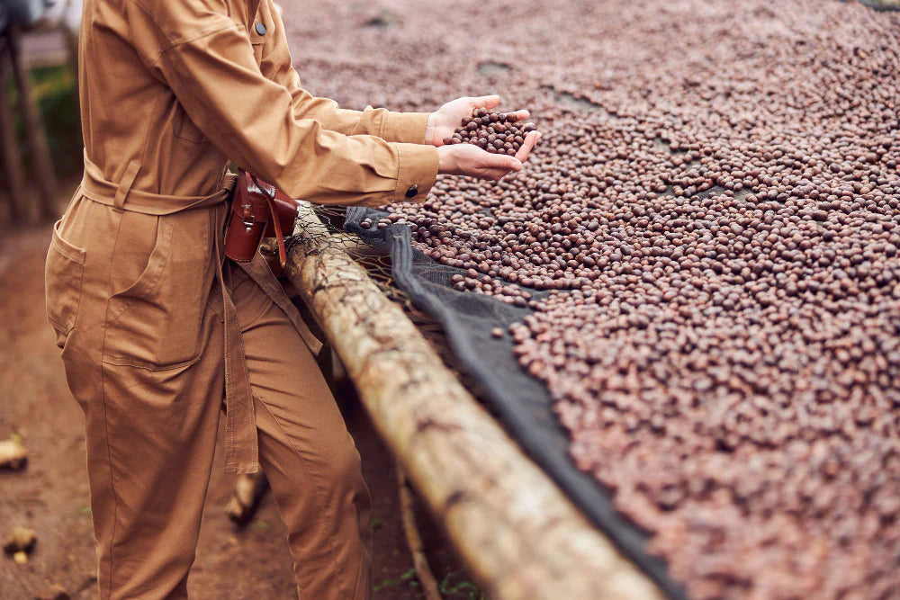 Washed vs. Natural Coffee Processing: Which Colombian Coffee Style Matches Your Taste?