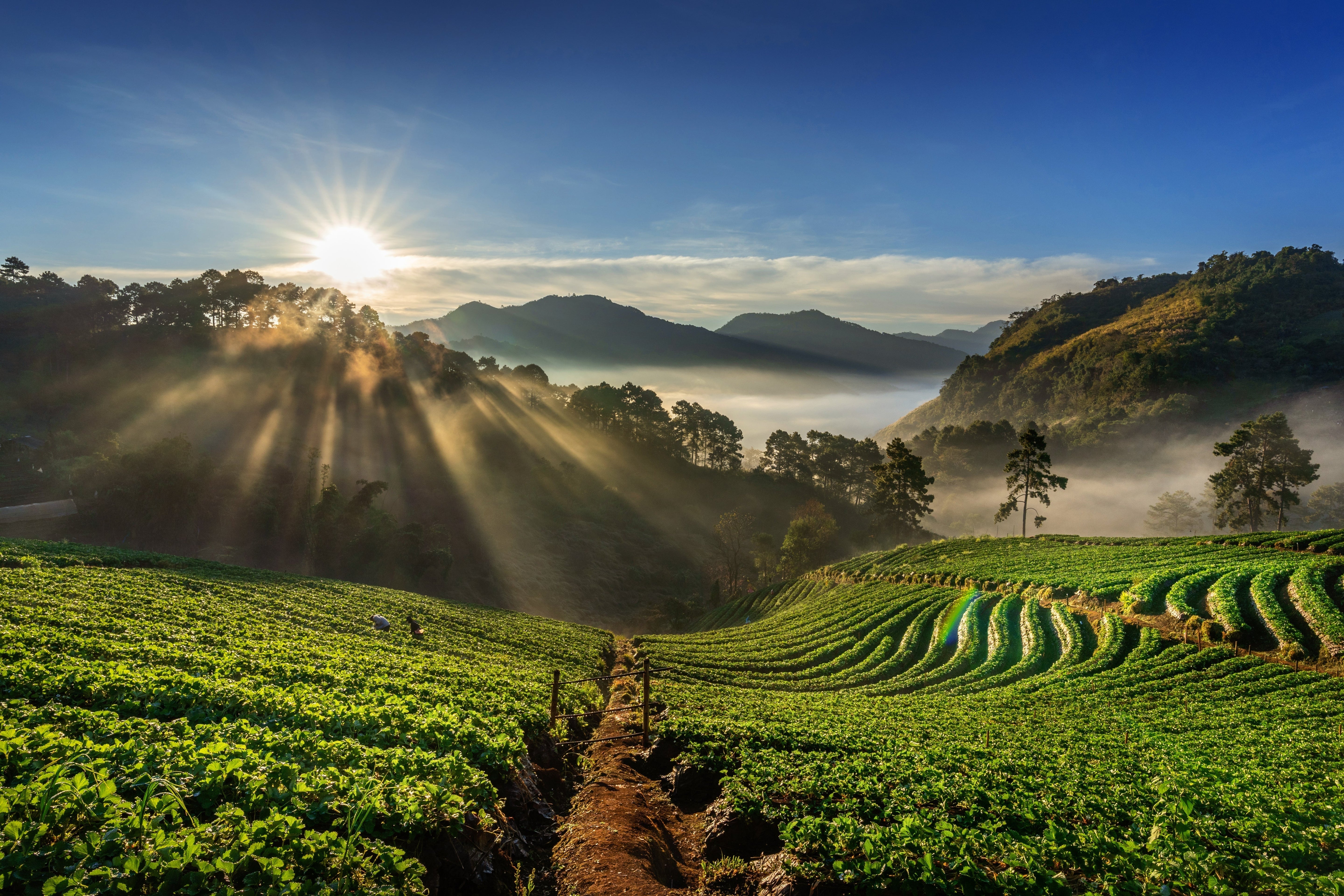 Altitude Matters: The Secret Behind Exceptional Colombian Coffee