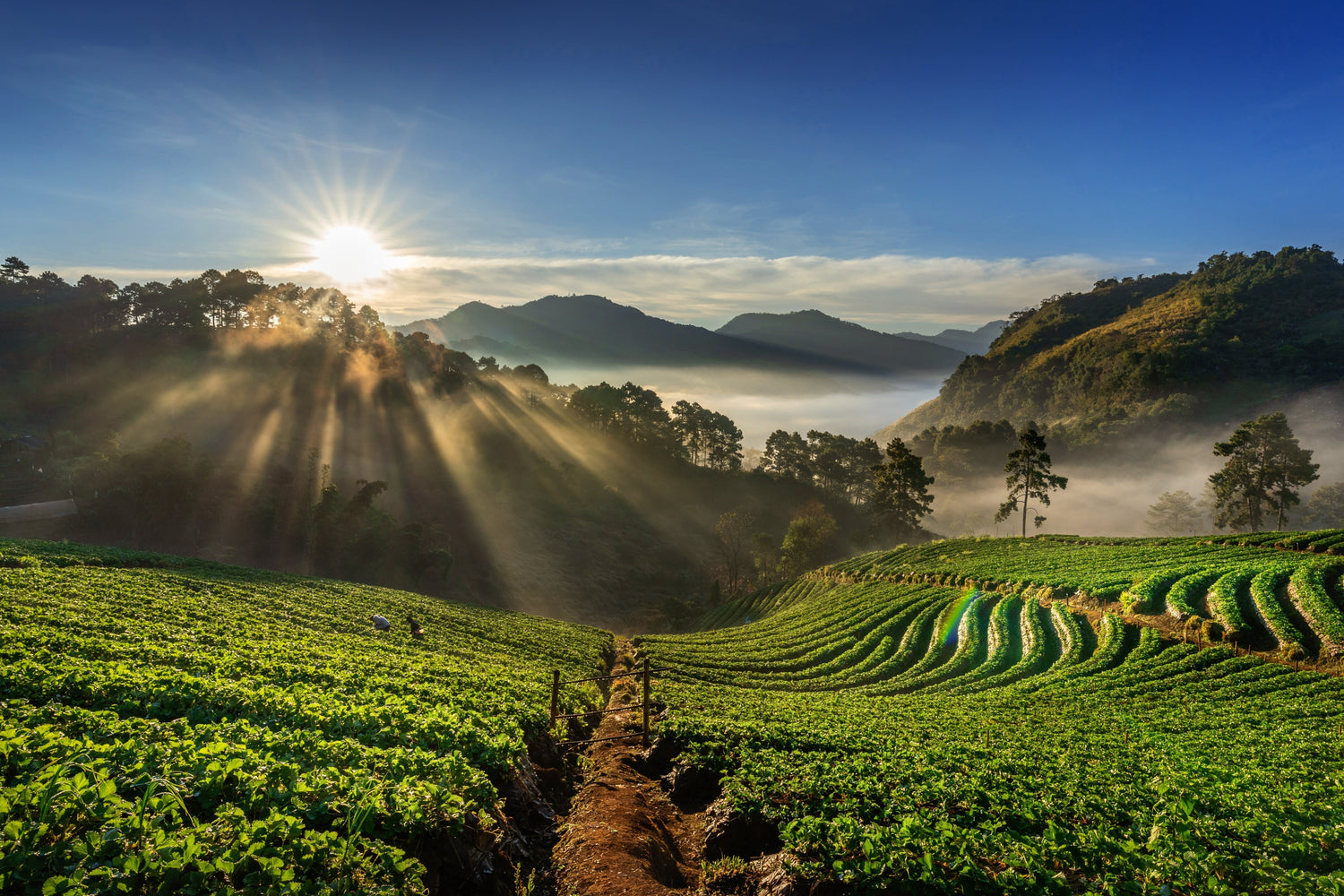 Altitude Matters: The Secret Behind Exceptional Colombian Coffee