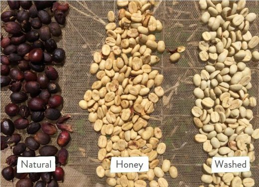 Differences Among The Coffee Processing Methods:  Washed, Natural, Honey, Fermented Processes - colombiancoffeeus