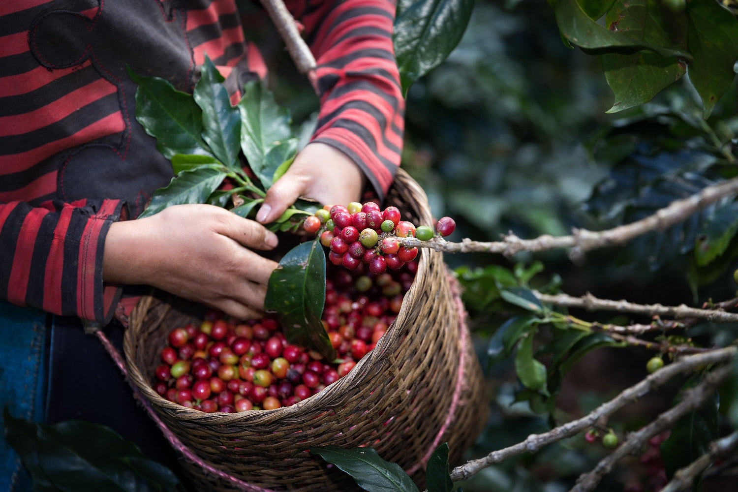 Why Buying Directly from Farmers is the Way to Go - colombiancoffeeus