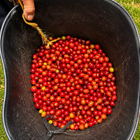 Turmalina Coffee - Andes Origin